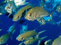   Bigeye trevally circle one most exhillirating fish sea. Taken Sudan Olympus E330 sea  